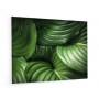 Fond de hotte effet grandes feuilles vertes tropicales exotiques